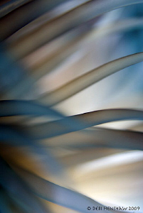"Playing with light" Tube anemone abstract shot backlit w... by Debi Henshaw 